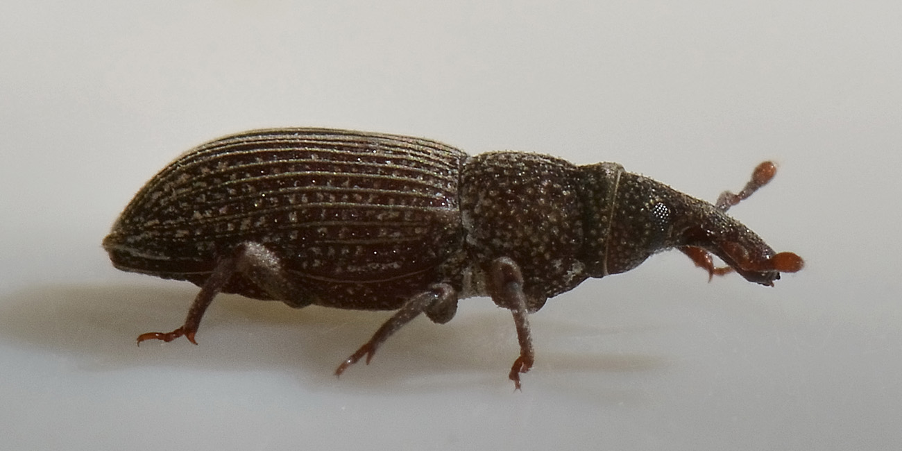 Dryophthorus corticalis - Dryophthoridae